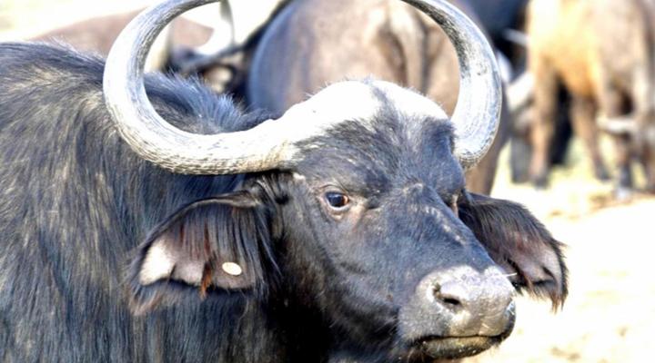 JAK Strydom Private Nature Reserve