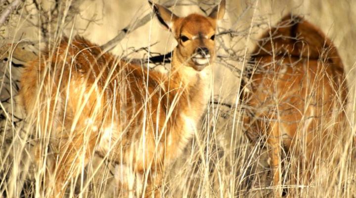 JAK Strydom Private Nature Reserve
