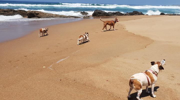 HIb escape Log cabins