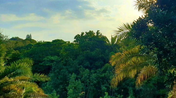 HIb escape Log cabins