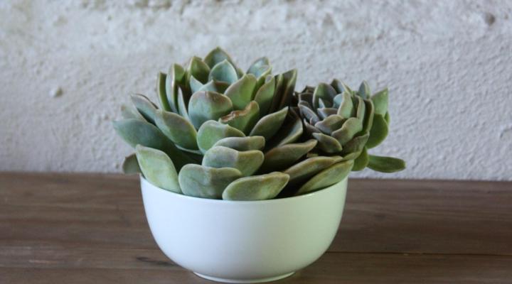 Turksvygrivier Safari's