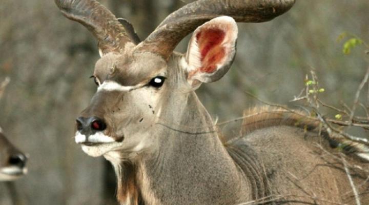 Grand Kruger Lodge & Spa