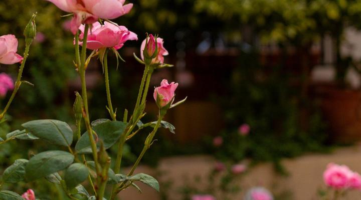 Cornerhouse on Conan