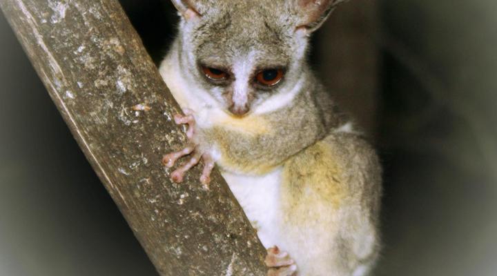 Birds Babble Self-Catering Guesthouse