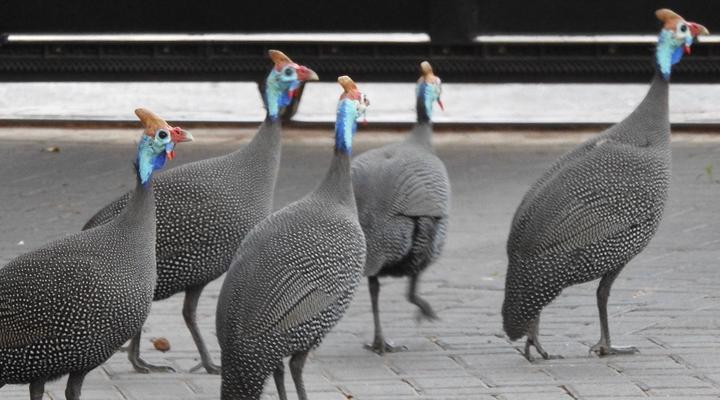 Birds Babble Self-Catering Guesthouse