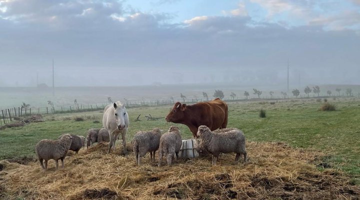 Klein Eikeboom Cottages
