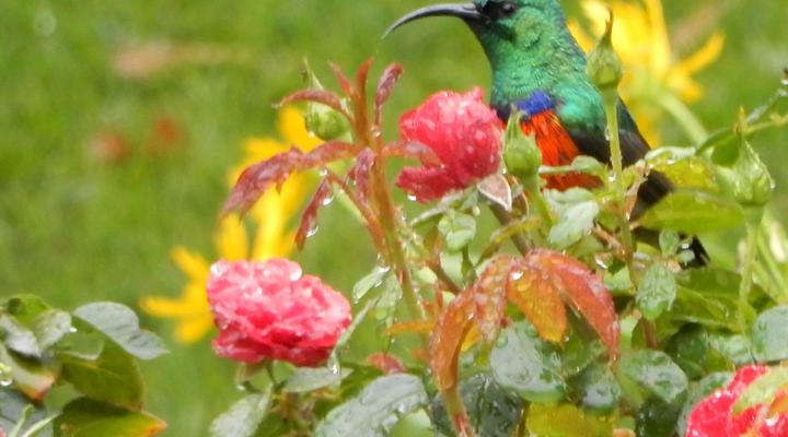 Mountain View Swellendam