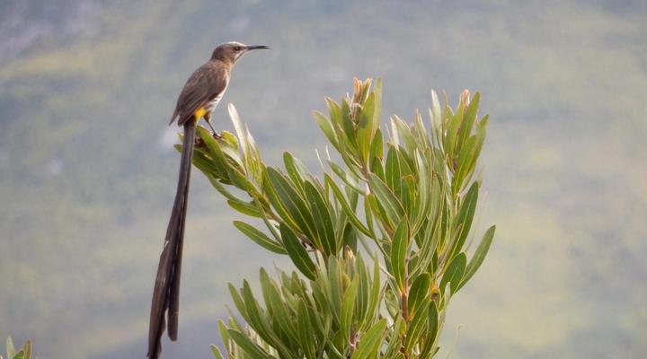 Mountain View Swellendam