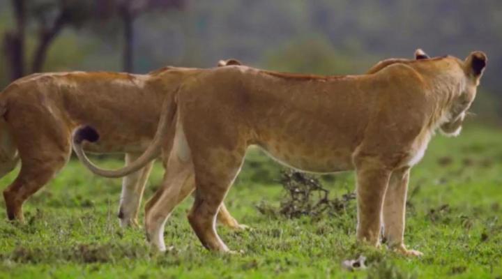 Serengeti Acacia Bliss Luxury Tented Camp