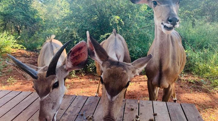 The Hedgehog @ Marloth Park