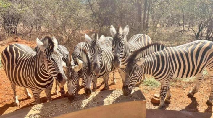 The Hedgehog @ Marloth Park