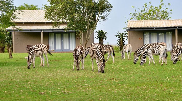 Tala Collection Private Game Reserve