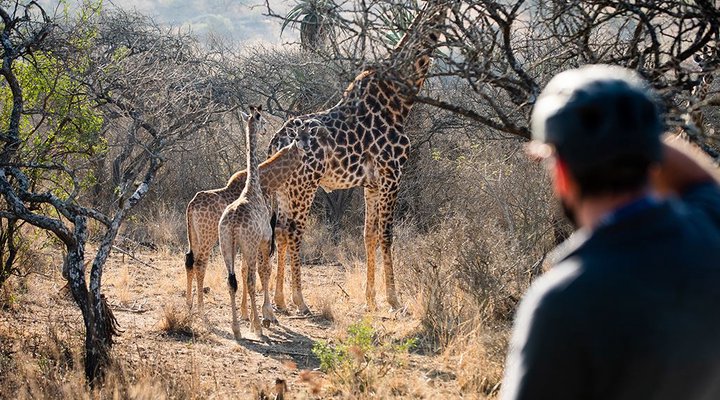 Tala Collection Private Game Reserve