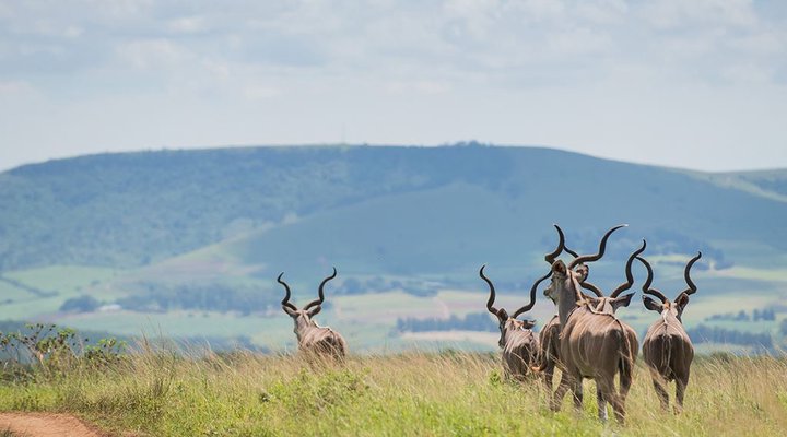 Tala Collection Private Game Reserve