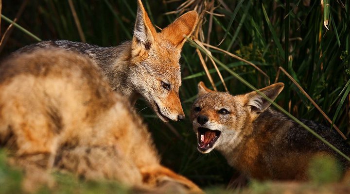 Tala Collection Private Game Reserve