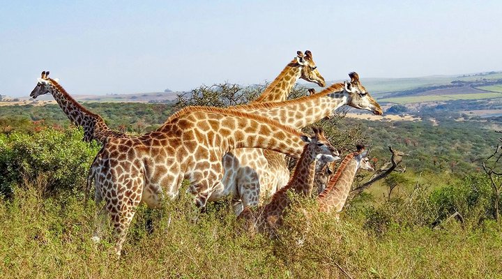 Tala Collection Private Game Reserve