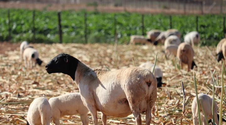 Kleingeluk Guest Farm