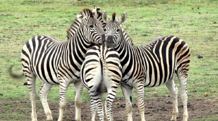 Kronenhoff Guesthouse