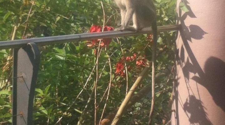 Candilabra Guesthouse