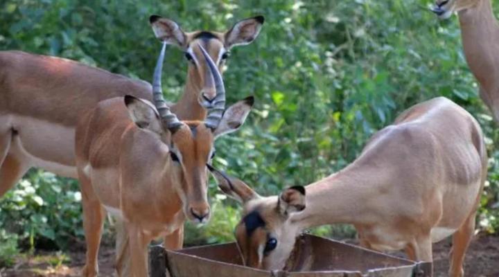 Nyala Luxury Safari Tents