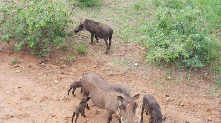 636 Itaga Safari Lodge, Mabalingwe Nature Reserve