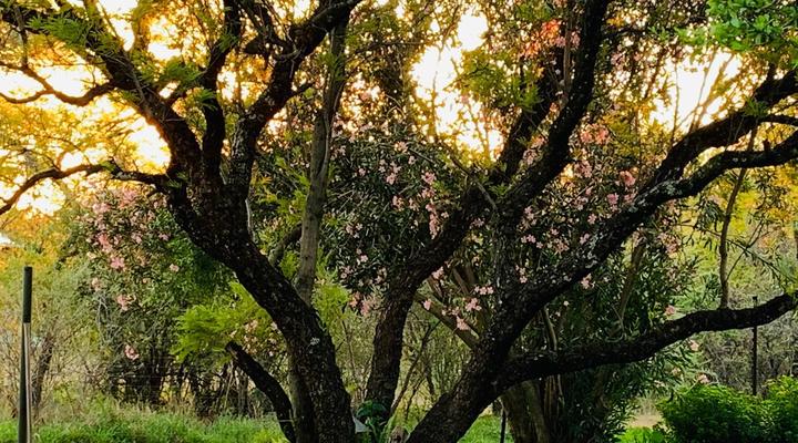 OppiPlasie Guest House