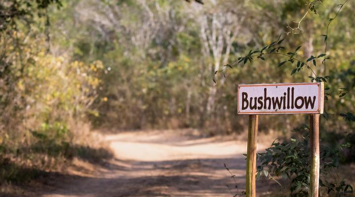 Bushwillow Collection