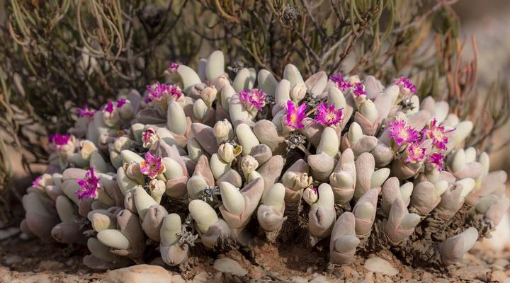 Sanbona Wildlife Reserve