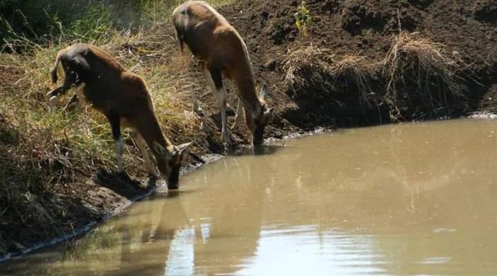 Raas en Rus Game Farm