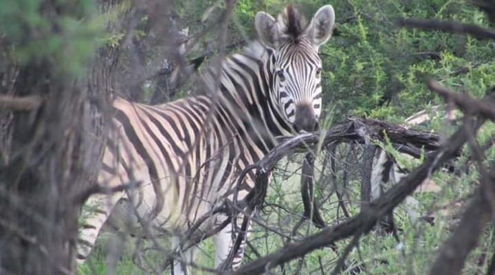 Raas en Rus Game Farm