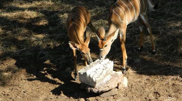 Raas en Rus Game Farm