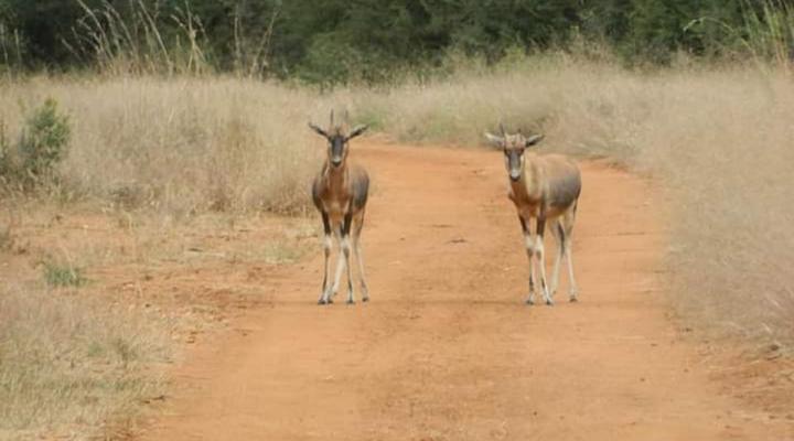 Raas en Rus Game Farm