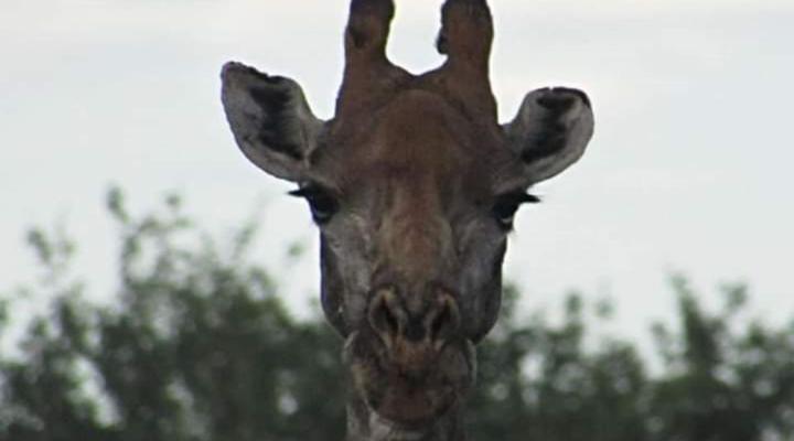 Raas en Rus Game Farm