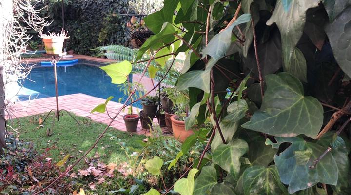 Central Cape Dutch Houghton