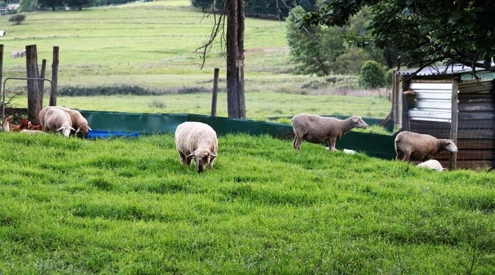 A Farm Life