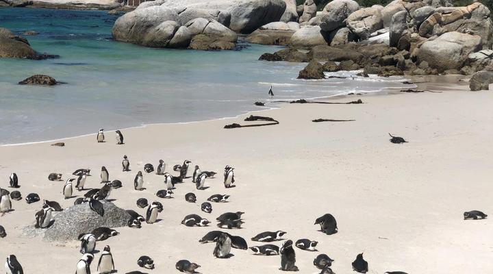 Cape Capsules Backpackers