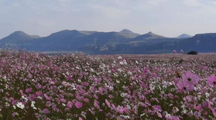 Willowdene Guest Farm