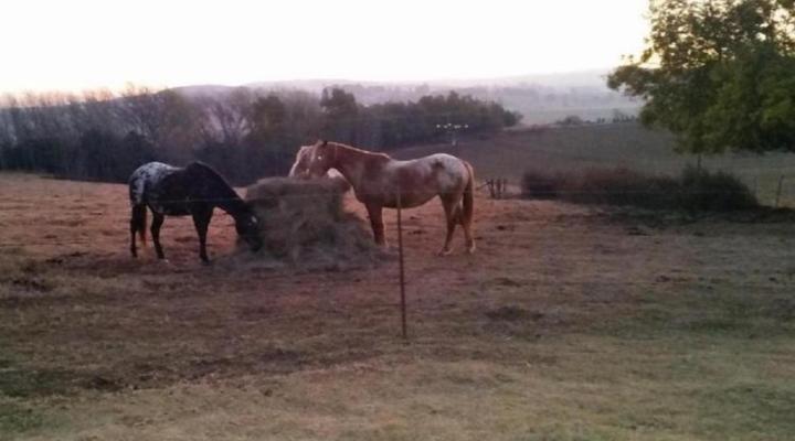 Wild Berry Guest Farm