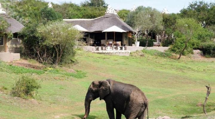 Amakhala - The Safari Lodge