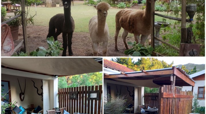 Alpaca Self Catering Cottage