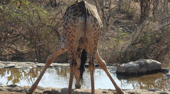 Balule Bushveld Safari Lodge