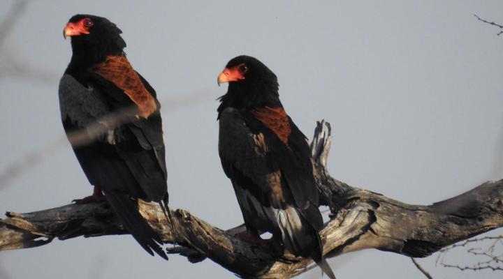 Balule Bushveld Safari Lodge