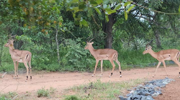 Masorini Bush Lodge