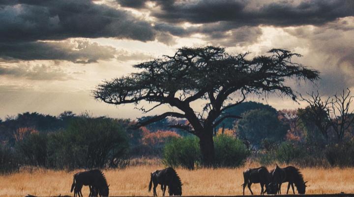 Iganyana Tented Camp