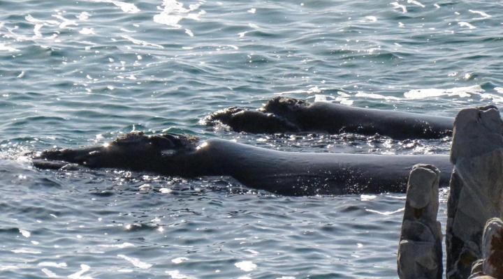 Calamari Self-Catering