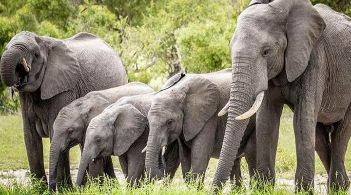 Makhasa Private Game Lodge