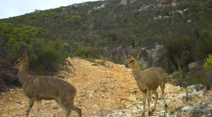 Farm 215 Nature Retreat & Fynbos Reserve