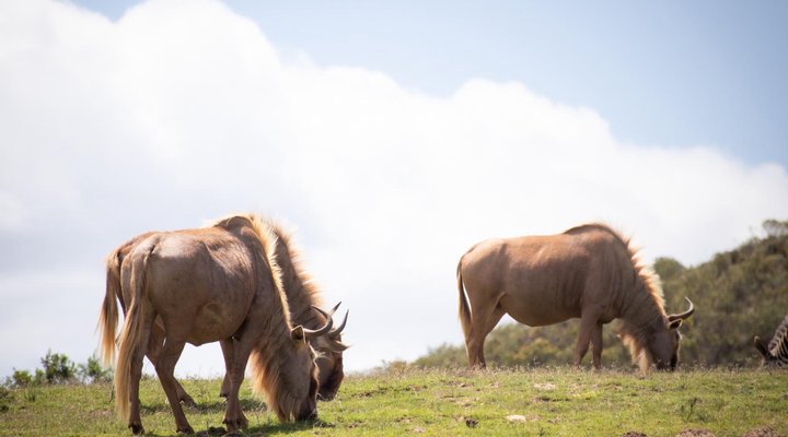 Pabala Private Nature Reserve