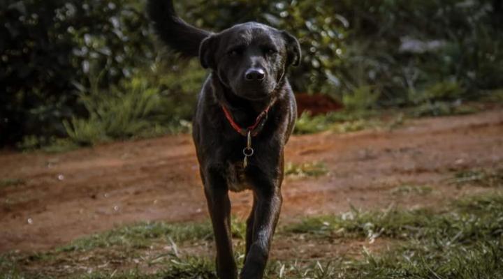 Clydesdale on Lions River