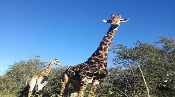Lion Tree Bush Lodge